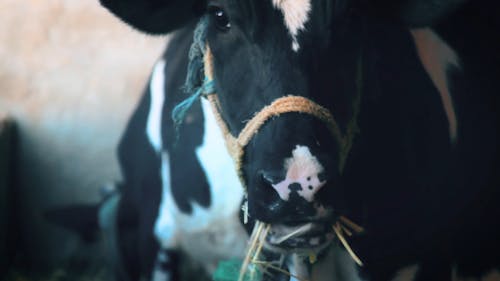 500px x 281px - Cow Videos, Download The BEST Free 4k Stock Video Footage & Cow HD Video  Clips