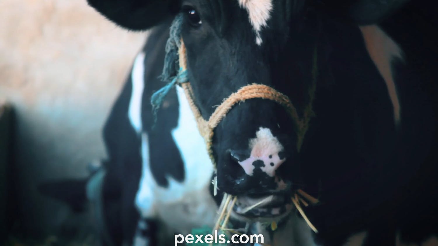Xixe Video Ngpali 3gp - Cow Videos, Download The BEST Free 4k Stock Video Footage & Cow HD Video  Clips