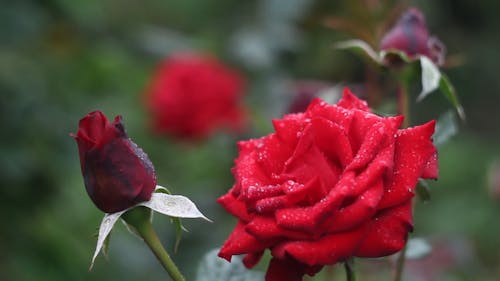 Rose Rouge En Pleine Floraison