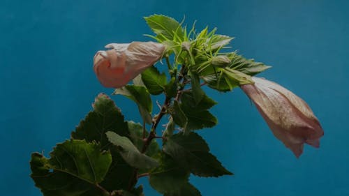 Bellissimi Fiori Che Sbocciano