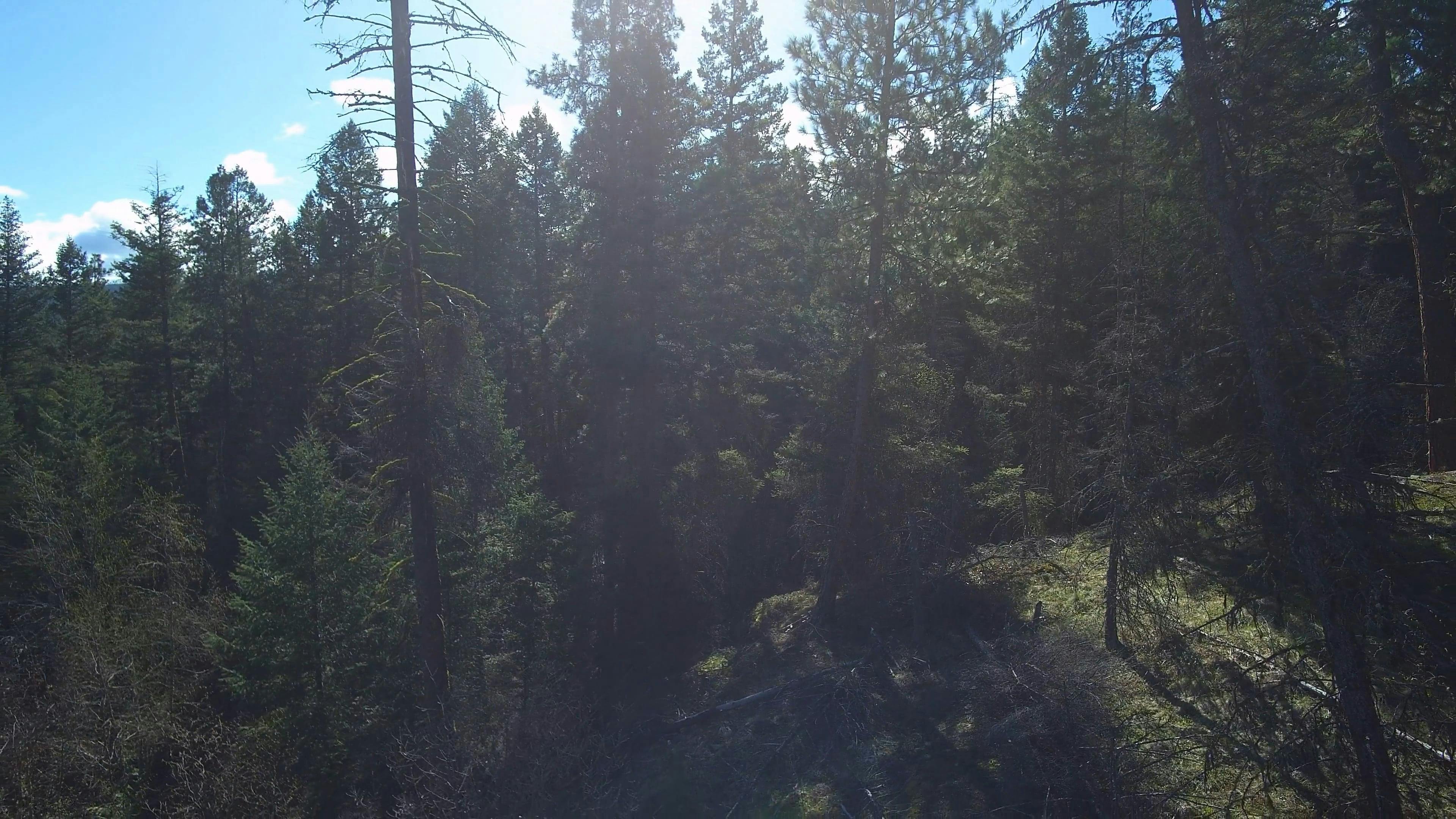 Tall Green Trees Free Stock Video Footage, Royalty-Free 4K & HD Video Clip