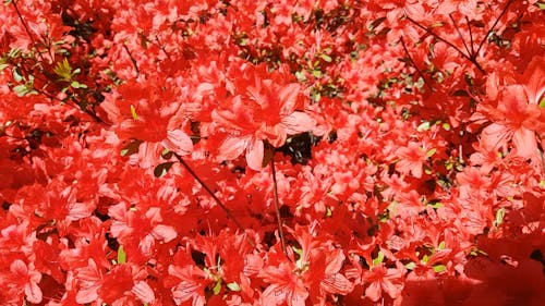 Fleurs Rouges