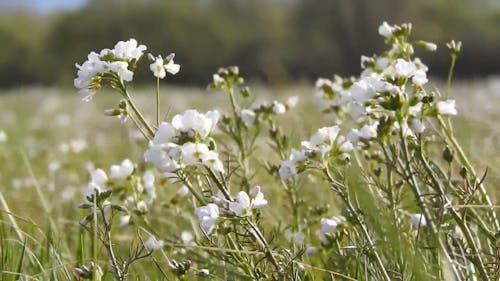 Flowers Swaying With The Wind