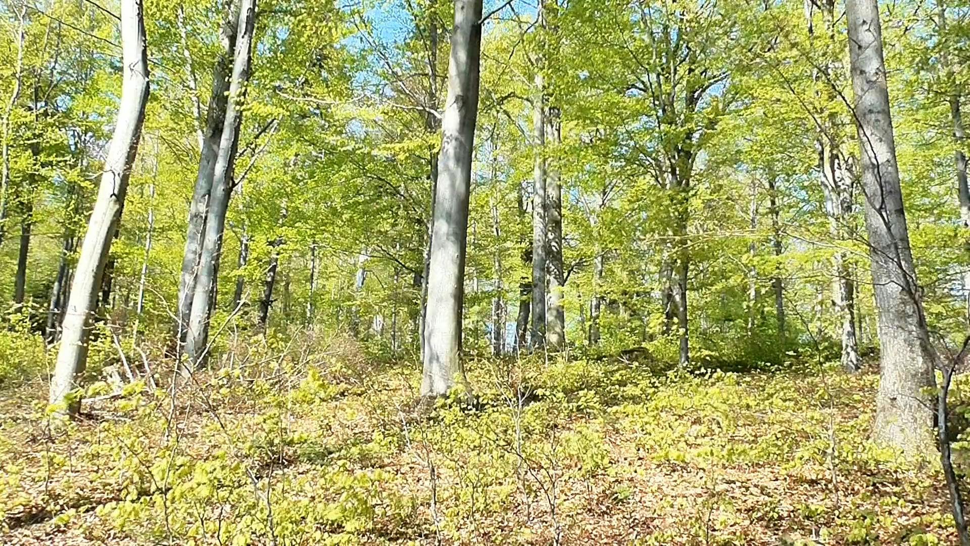 Video Of Forest · Free Stock Video