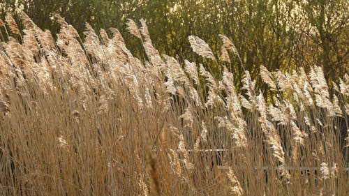 Wheat Field