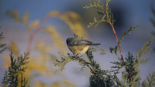 Kleine Vogel Vloog