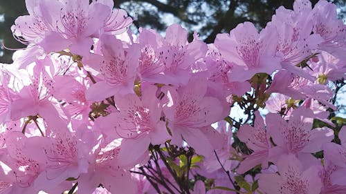 Video In Primo Piano Della Flora