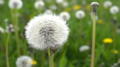 Fleurs De Pissenlit