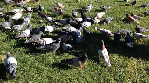 Pigeons On Grass