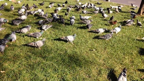 Pigeons On Grass