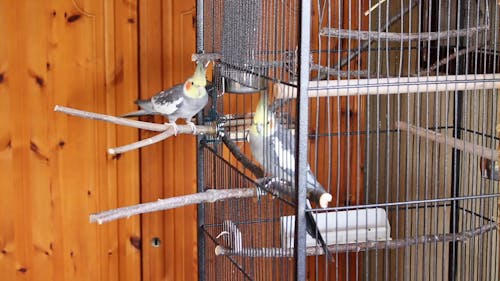 Two Beautiful Birds In A Cage