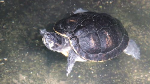 Turtle Swim