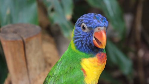 Rainbow Lorikeet