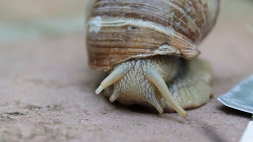 Close-Up Of Snail