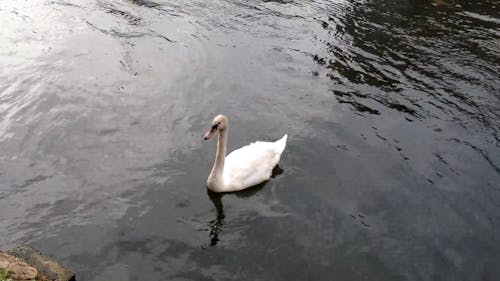 Лебедь на озере