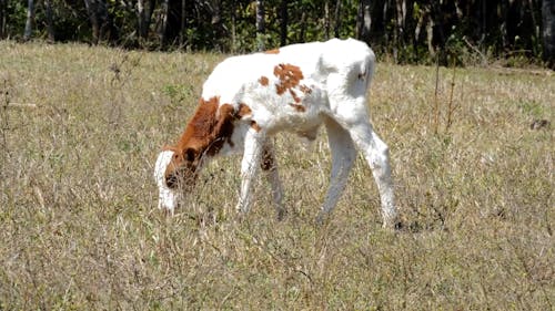 Goat Eating Grass