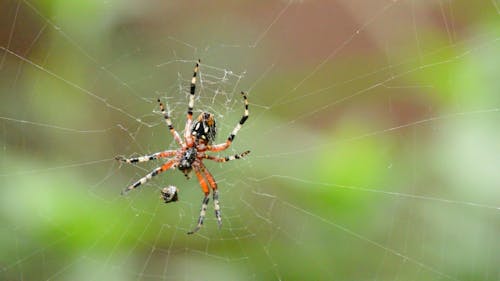 Spider On Web