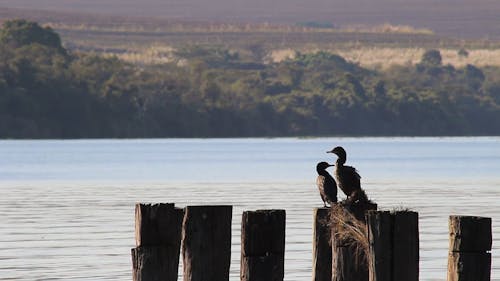 Birds Perched