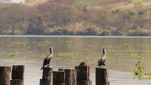Birds Perched On Wood