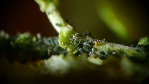 Tiny Green Bugs