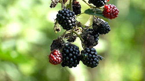 Ripe Blackberries With Flies