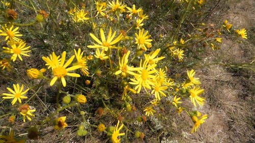 Video Of Yellow Flowers