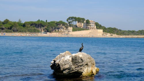 Bird Perched On Rock