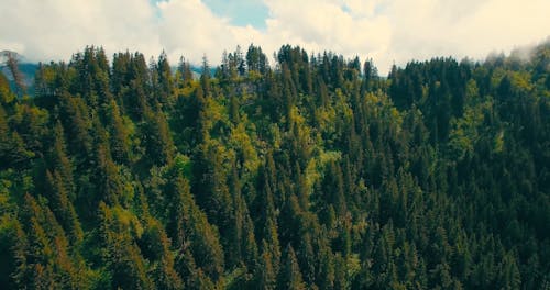 Drone Tourné De Forêt