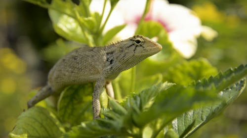 Lizard On Green Leaves