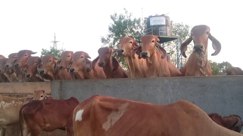 Cattles At A Farm