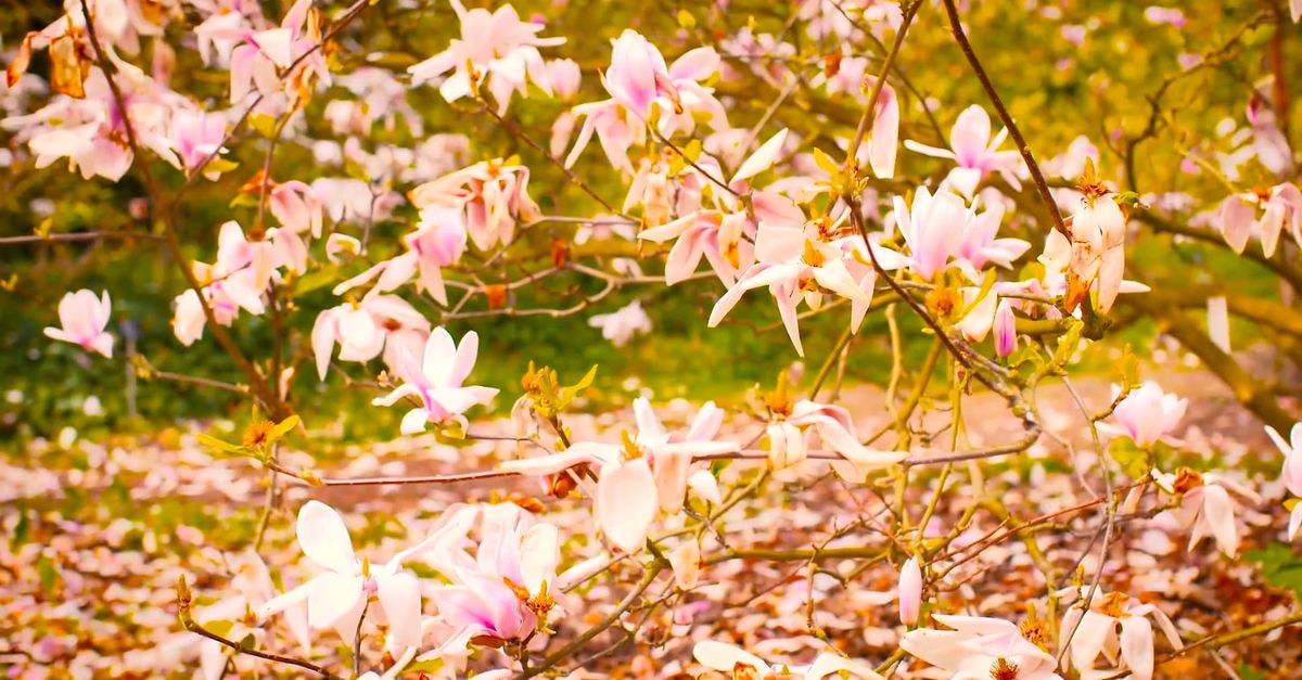 Beautiful Spring Season Free Stock Video Footage, Royalty-Free 4K & HD ...