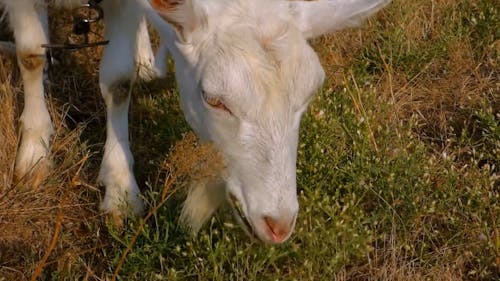 Goat Eating