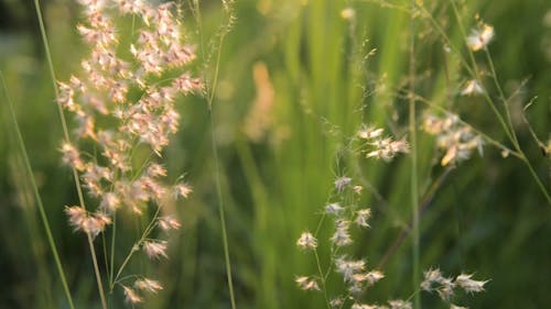 Close-Up Shot Of Grass