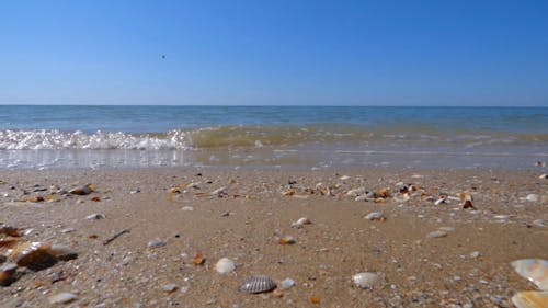 Sea Shells On Shore