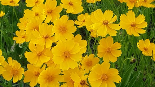 Yellow Flowers During Windy Season