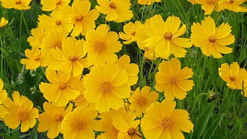 Fiori Gialli Durante La Stagione Ventosa