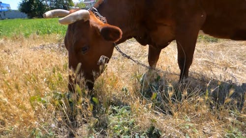 Brown Cow Eating Grass