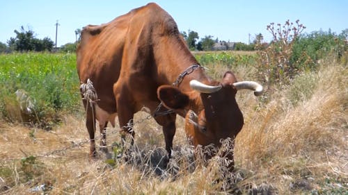 Mucca Al Pascolo