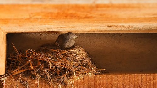 Vogel Op Een Nest