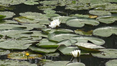 Floating Water Lilies
