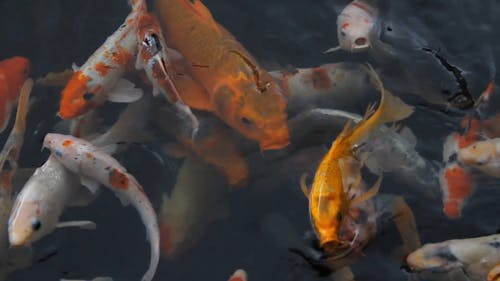 Poissons Koi