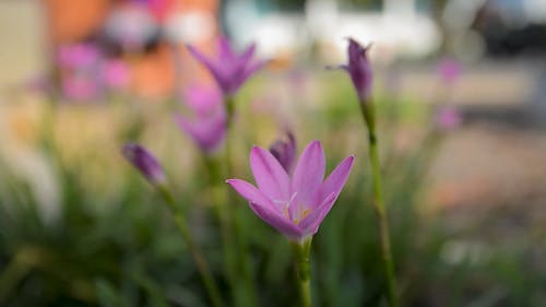 Крупным планом фиолетовый цветок