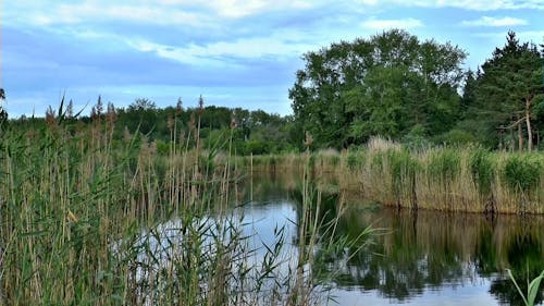 Grüne Natur