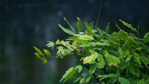 Blätter Schwanken Mit Dem Wind