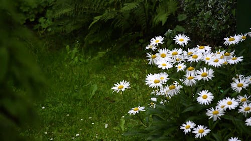 Güzel Beyaz çiçekler