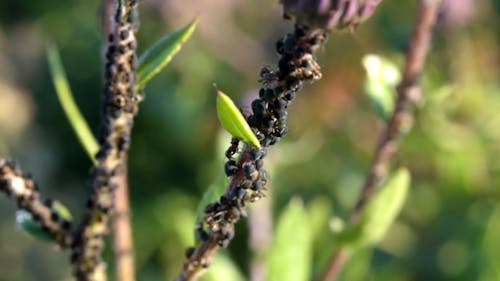 Bir Bitkide Sürünen Karıncalar