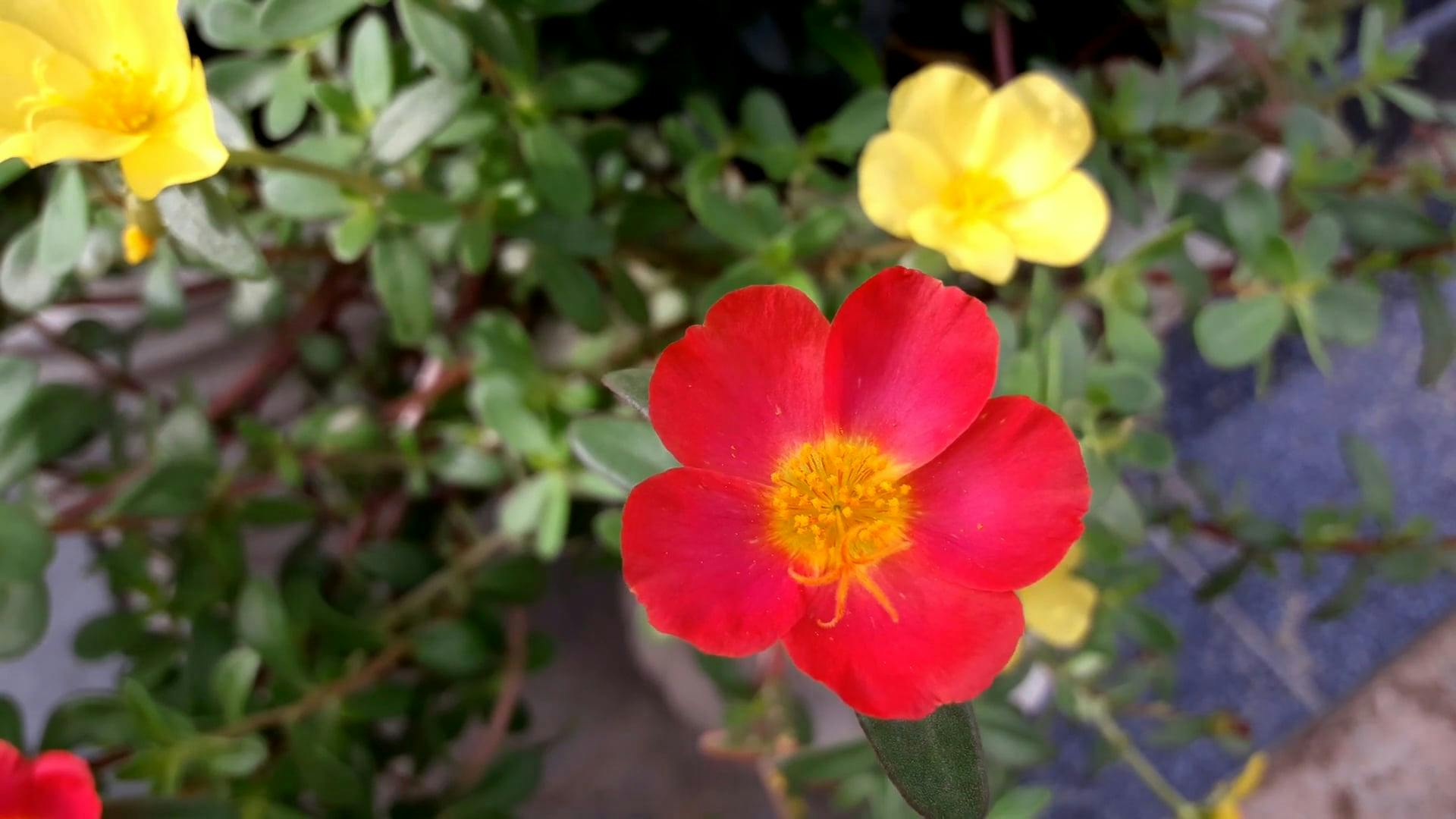 Macro Shot Of A Flower