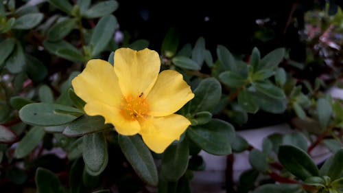 Insect Crawling On Yellow Flower