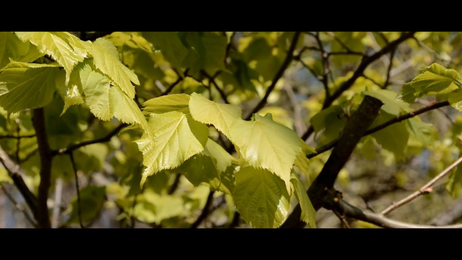 Tree Leaves