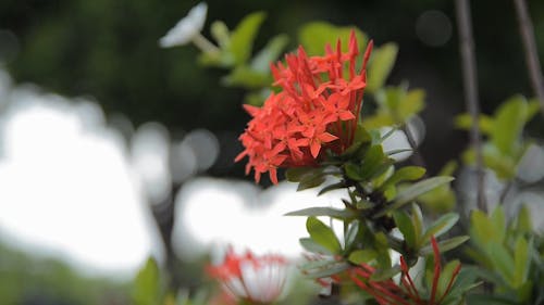 Flamme De La Fleur Des Bois